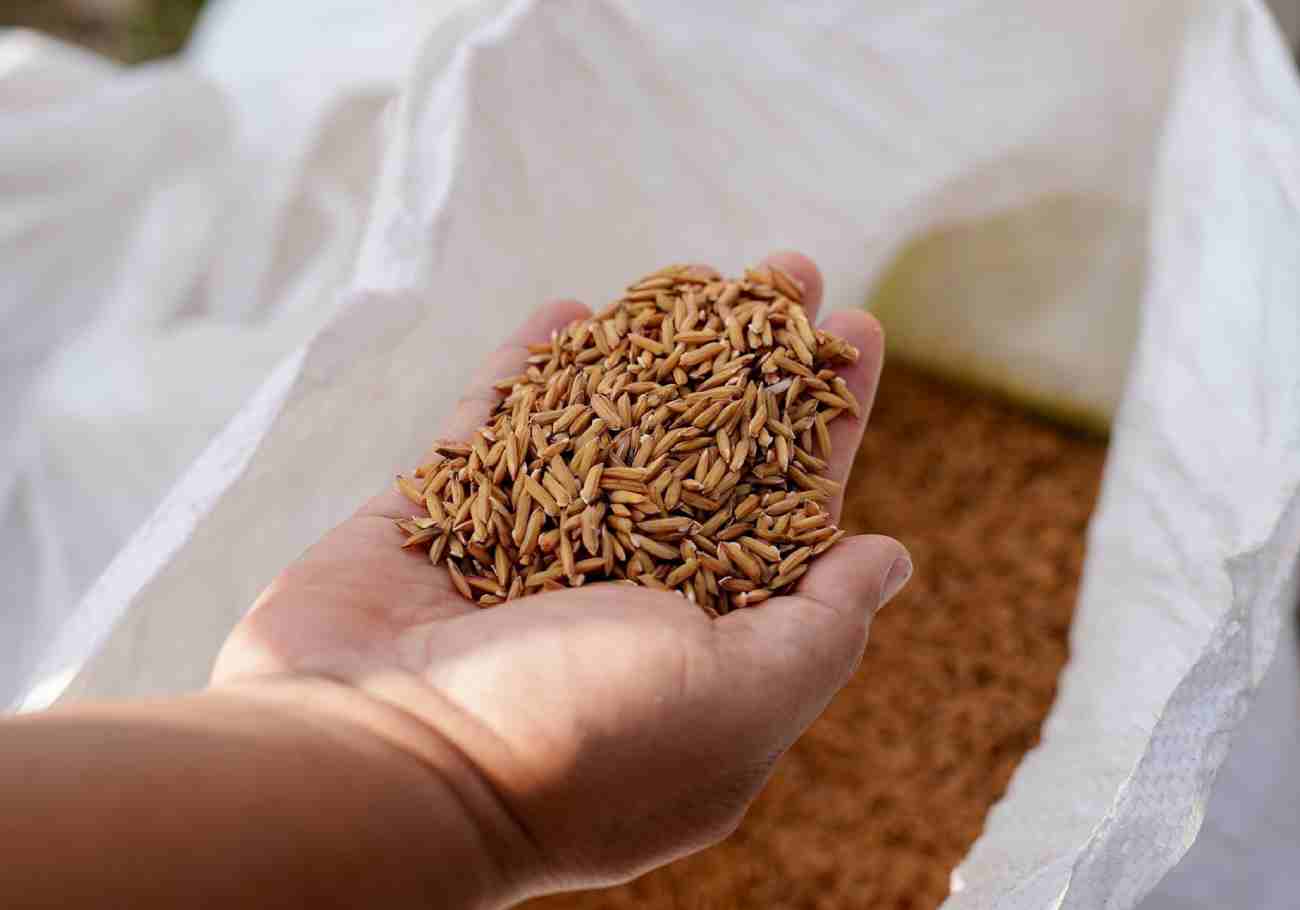 BERNAS boosts glutinous rice production in Langkawi