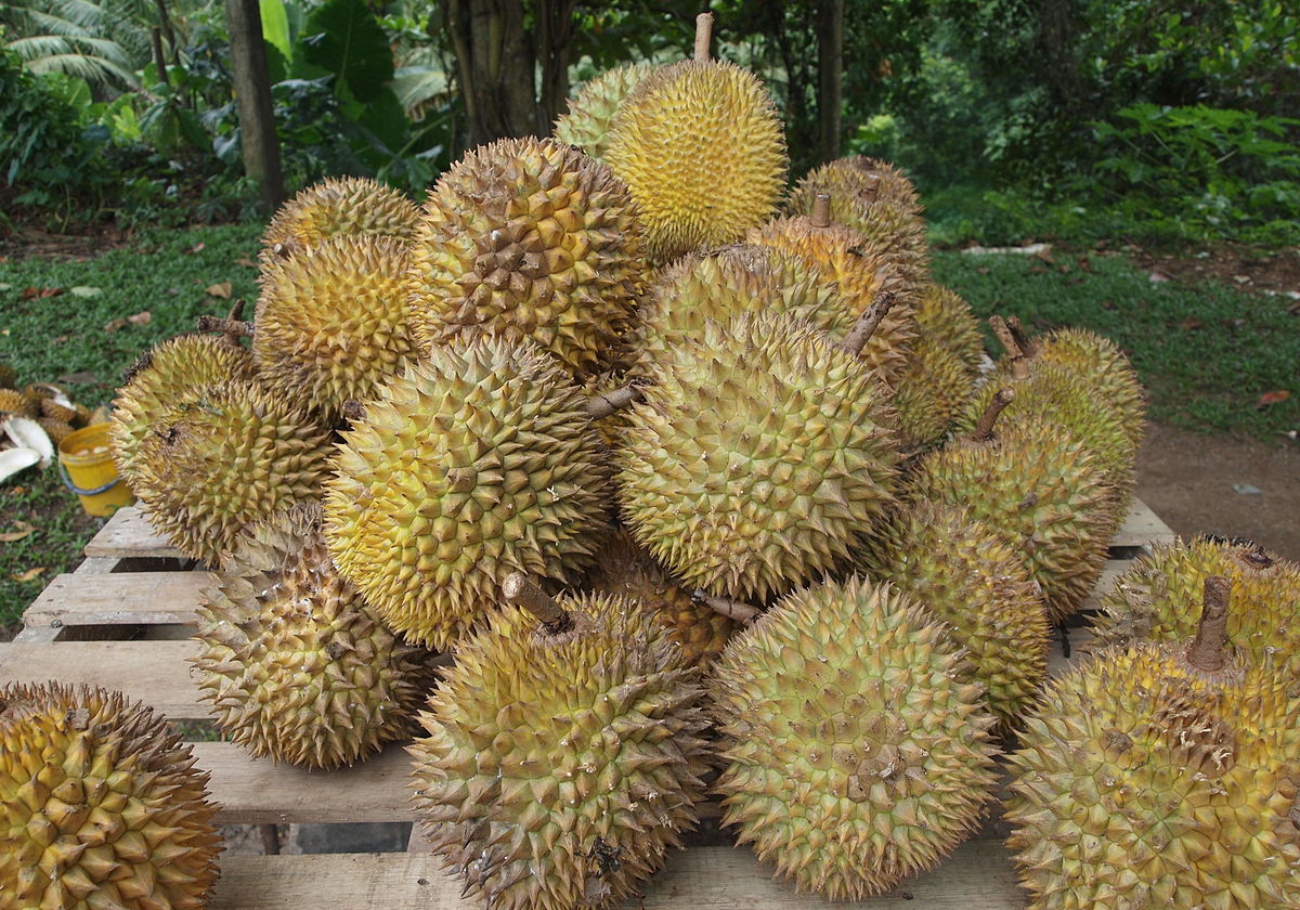 Penang gears up for a bountiful three-wave durian season