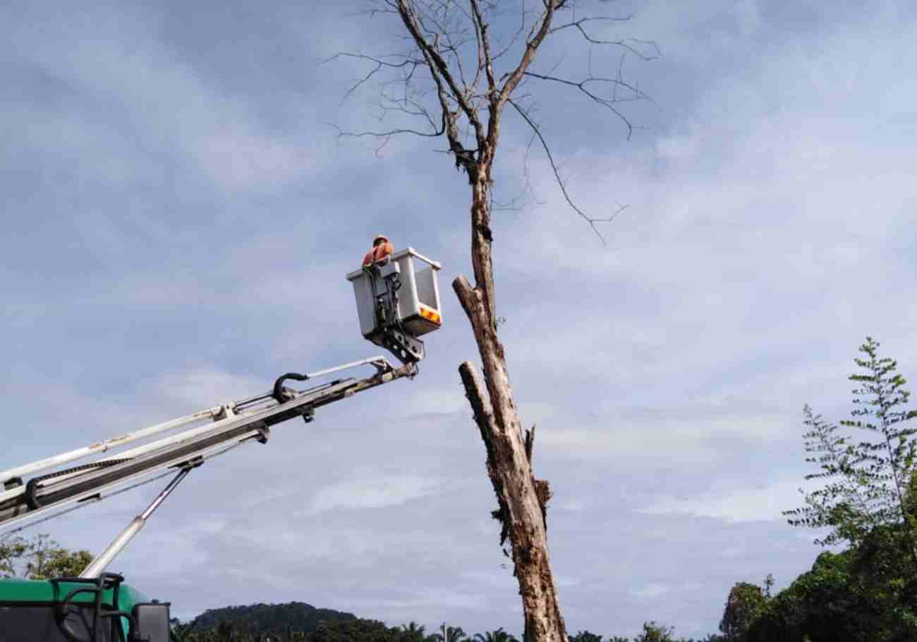 Ipoh City Council prioritises tree safety and maintenance