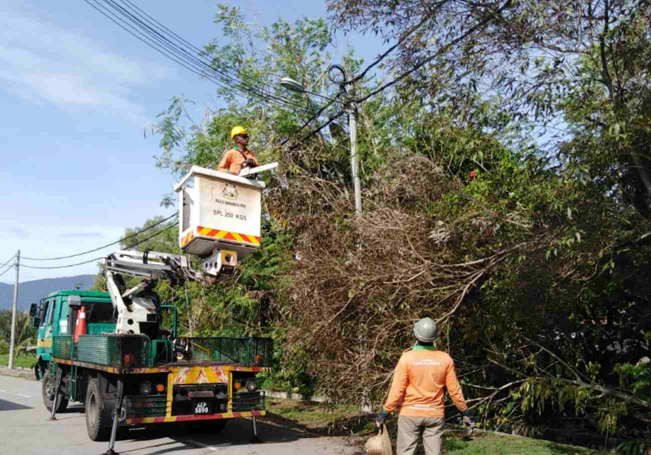 Ipoh City Council prioritises tree safety and maintenance