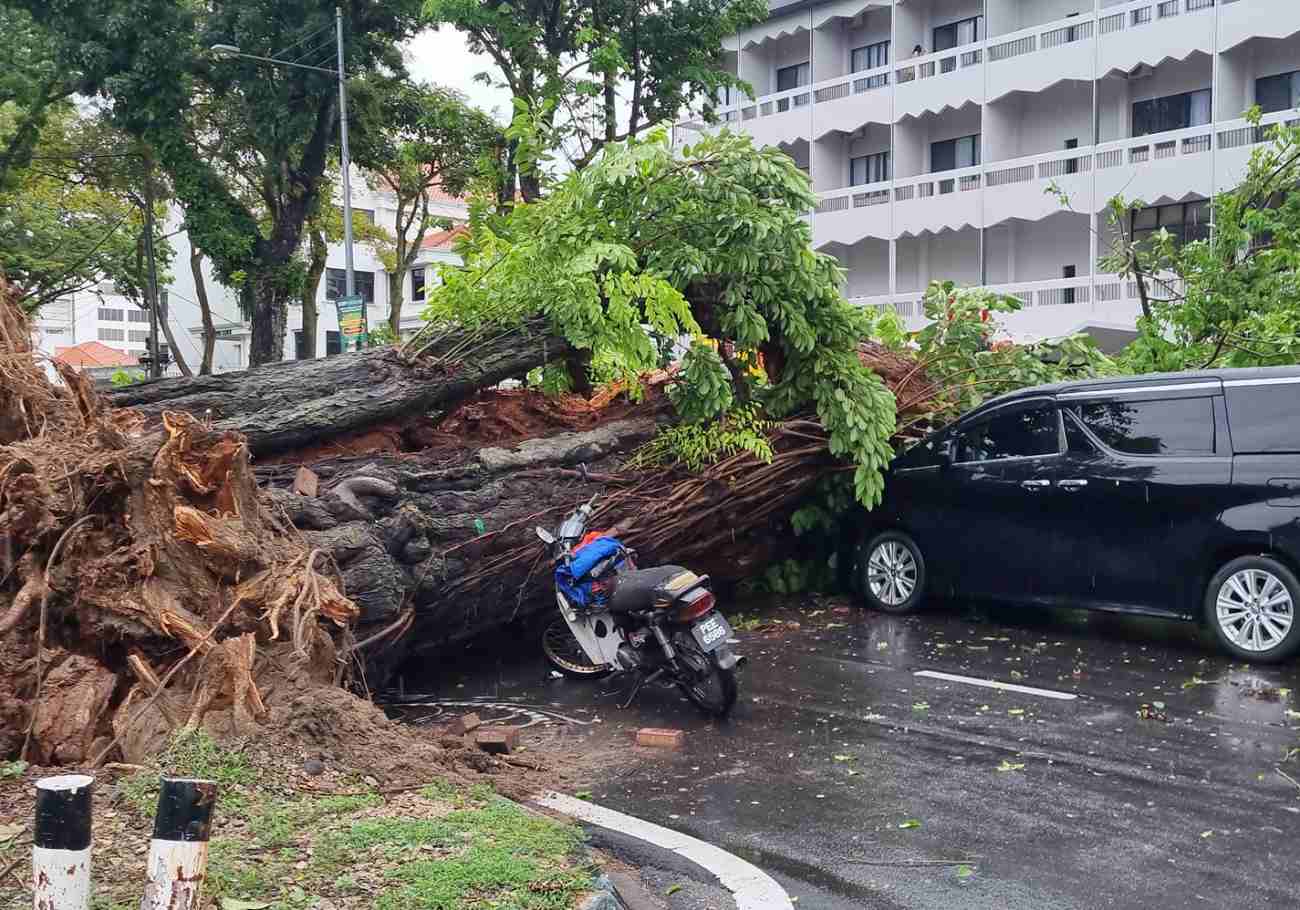 Penang prioritises tree safety after recent incident