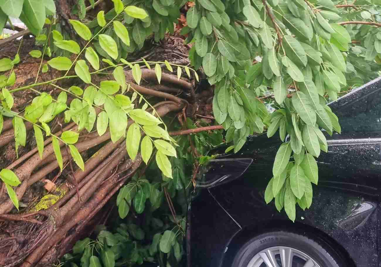 Penang prioritises tree safety after recent incident