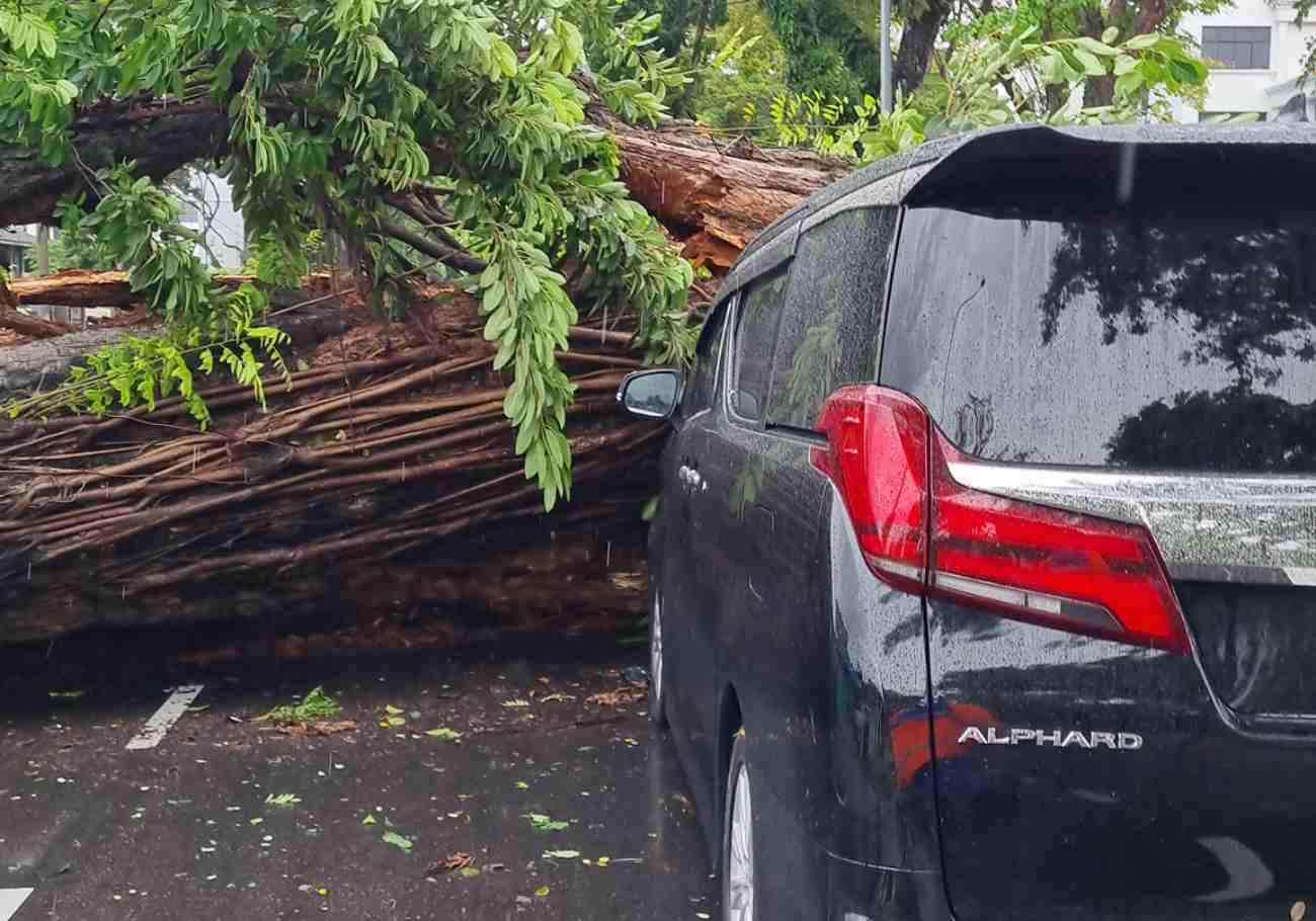 Penang prioritises tree safety after recent incident