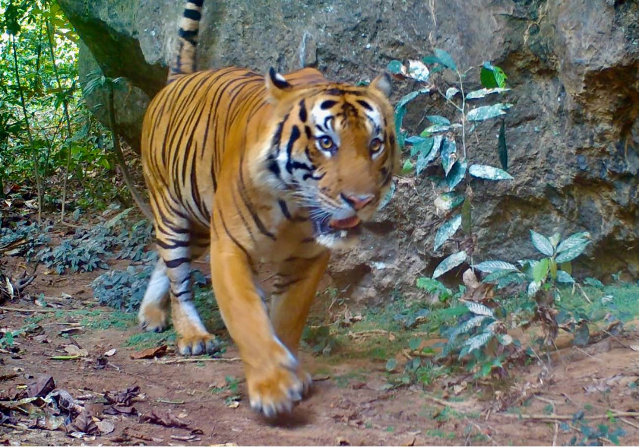 Rimau: Fighting for the survival of the Malayan tiger