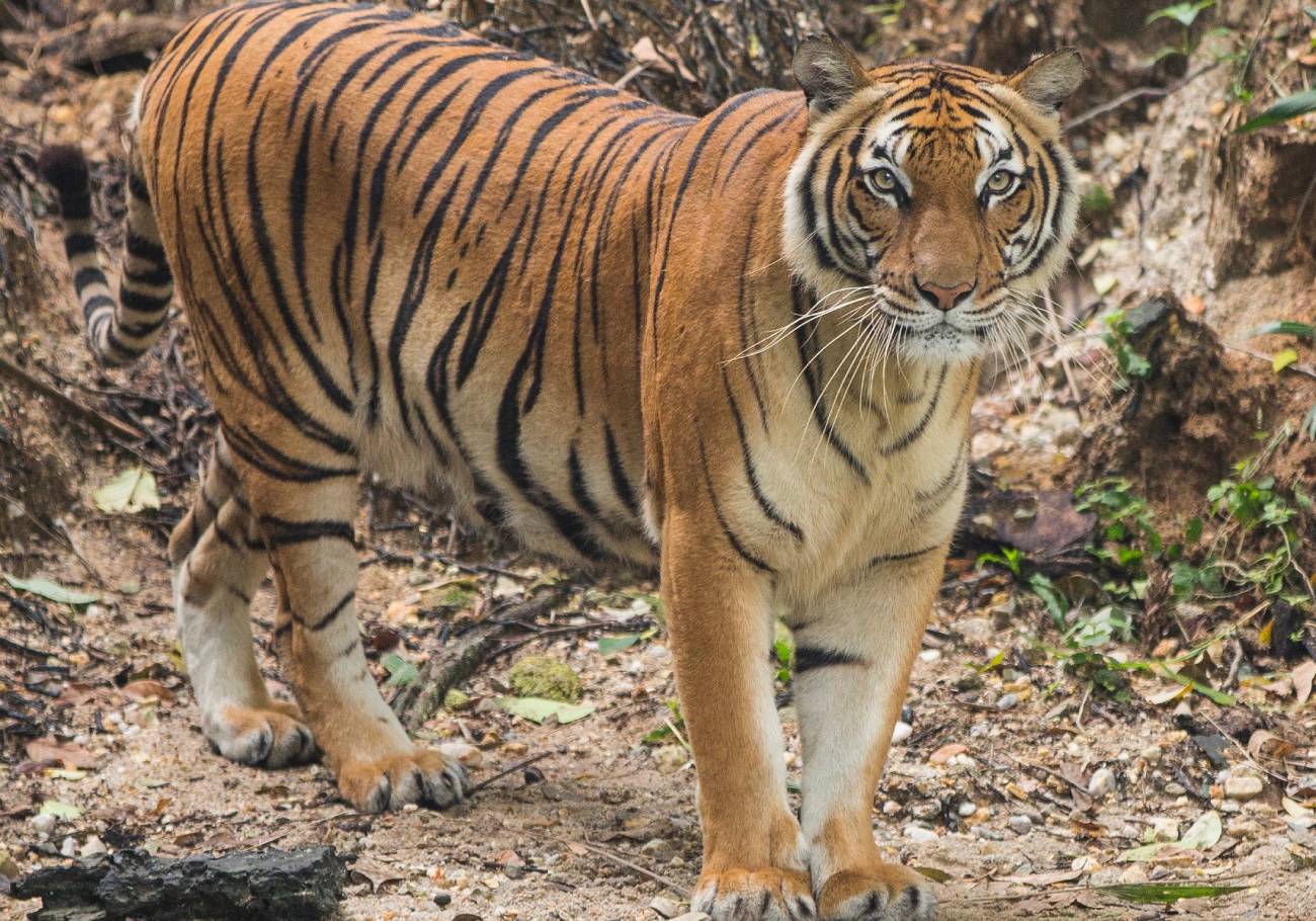 Rimau: Fighting for the survival of the Malayan tiger