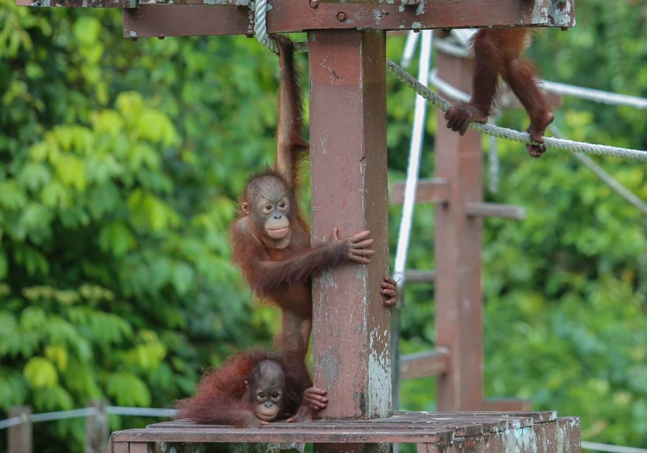 Orangutan Diplomacy: A new approach to conservation