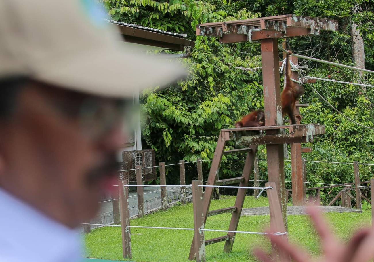 Orangutan Diplomacy: A new approach to conservation