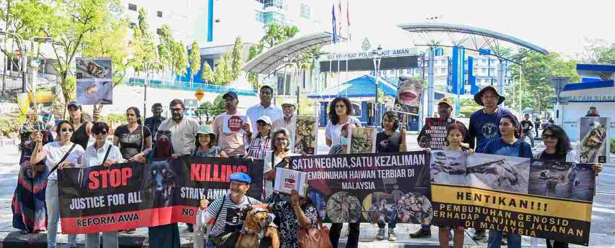 Public calls intensify for stronger animal cruelty enforcement ...